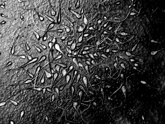 Using Your Laptop - Destroying Sperm