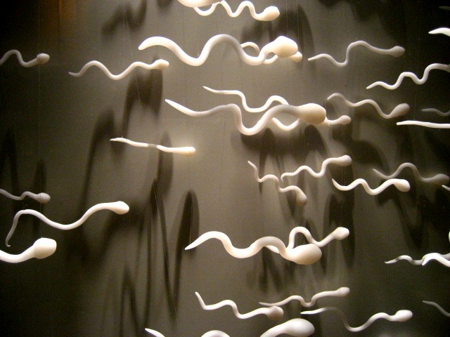 Eating Bacon - Destroying Sperm
